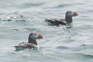 Atlantic Puffins at Matinicus Rock