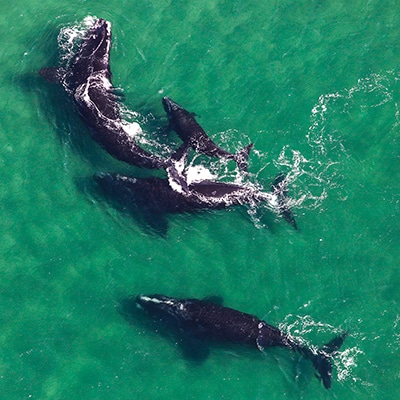 North Atlantic right whale