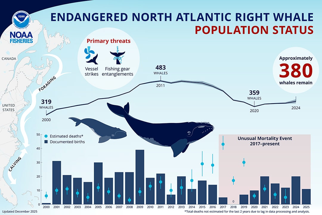 NARW graphic