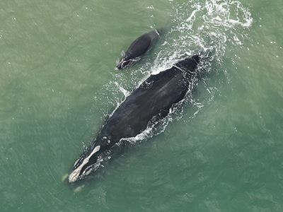 Right whale and calf